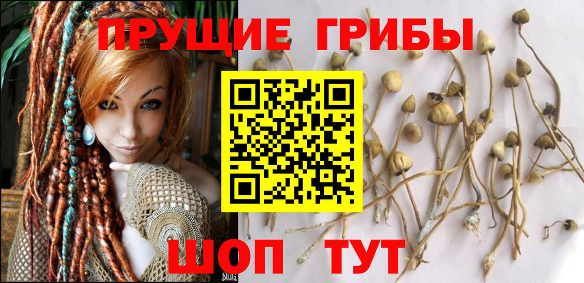 Галлюциногенные грибы Psilocybe  Вход с VPN  Новокуйбышевск 